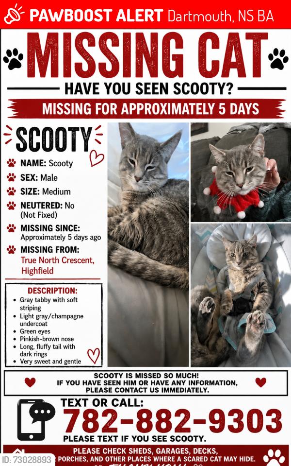 Lost Male Cat last seen Highfield park , Dartmouth, NS B3A