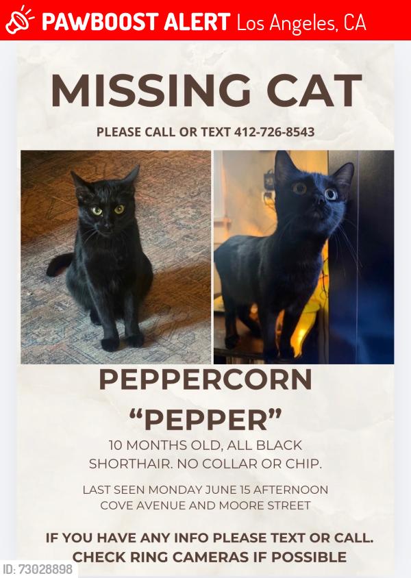 Lost Female Cat last seen Cove and Moore in Silverlake, Los Angeles, CA 90039