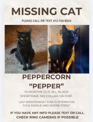 Lost Female Cat last seen Cove and Moore in Silverlake, Los Angeles, CA 90039