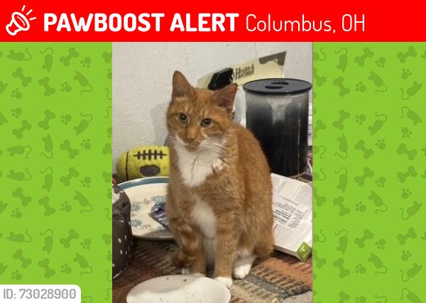 Lost Male Cat last seen S champion Ave and e gates st, Columbus, OH 43206