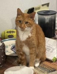 Lost Male Cat last seen S champion Ave and e gates st, Columbus, OH 43206