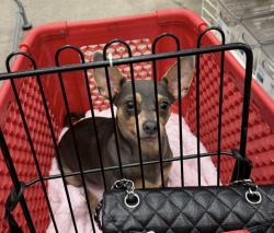 Lost Male Dog last seen Near Old Elsinore Rd, Perris, CA  92570, Perris, CA 92570