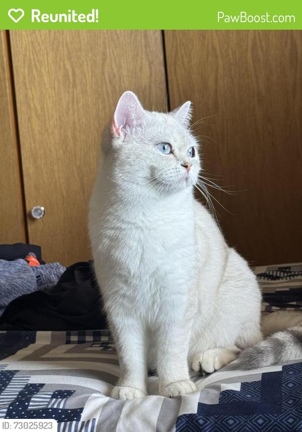 Reunited Female Cat last seen Hudson, Edmonton, Alberta , Edmonton, AB 