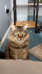 Lost Male Cat last seen El Camino Scott Drive, Gresham, OR 97030