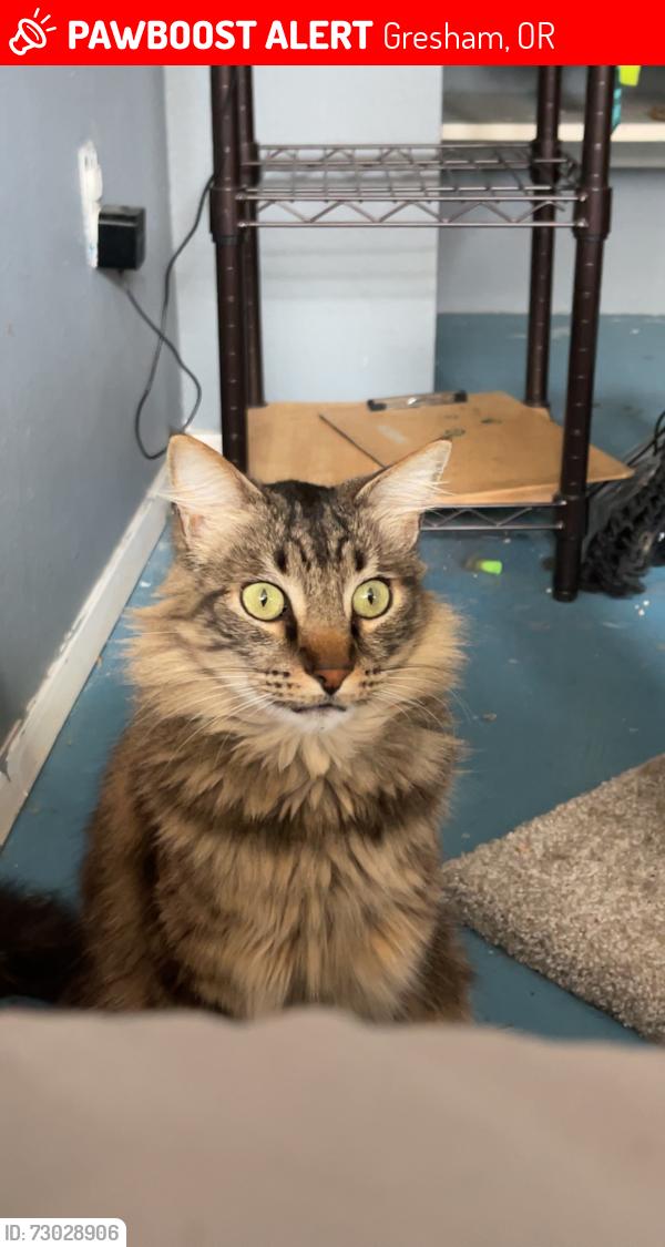 Lost Male Cat last seen El Camino Scott Drive, Gresham, OR 97030