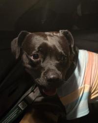 Reunited Male Dog last seen Old Hickory Grove Rd, Mount Holly, NC 28120