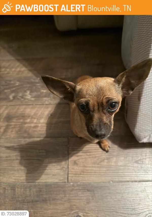 Found/Stray Unknown Dog last seen Barr Rd, Blountville, TN 37617