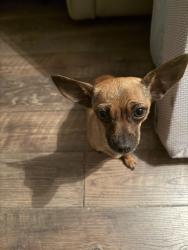 Found/Stray Unknown Dog last seen Barr Rd, Blountville, TN 37617