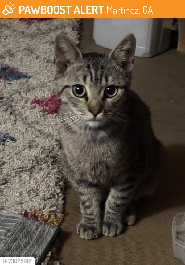Found/Stray Male Cat last seen Kroger parking lot, Martinez, GA 30907