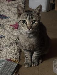 Found/Stray Male Cat last seen Kroger parking lot, Martinez, GA 30907