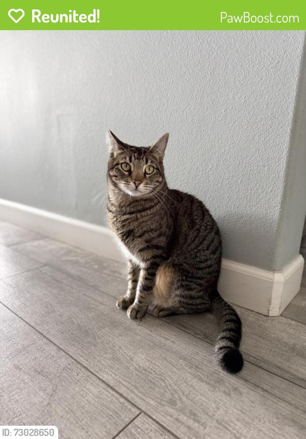 Reunited Male Cat last seen Scenario Drive likely hopped our back fence to the wash, Huntington Beach, CA 92649