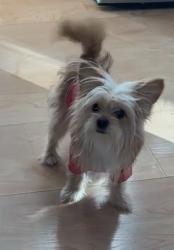 Lost Female Dog last seen Magnolia and Chandler, Burbank, CA 91506