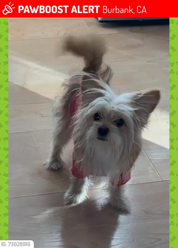Lost Female Dog last seen Magnolia and Chandler, Burbank, CA 91506