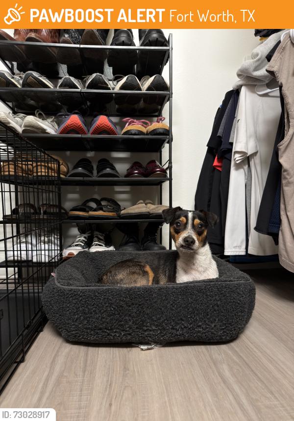 Found/Stray Male Dog last seen Decatur Ave and Brennan Ave, Fort Worth, TX 76106