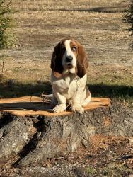 Reunited Male Dog last seen Old Post, Cherryville, NC 28021