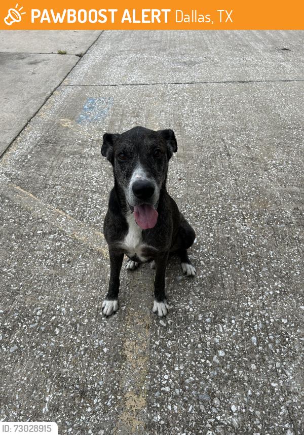 Found/Stray Male Dog last seen Ft worth ave, Dallas, TX 75208