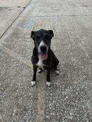 Found/Stray Male Dog last seen Ft worth ave, Dallas, TX 75208