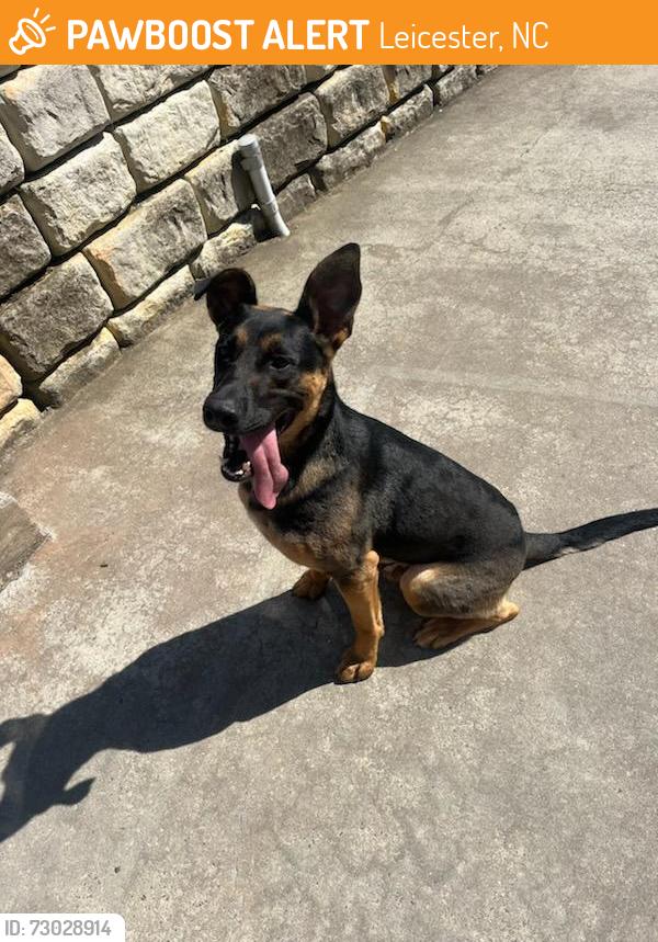 Found/Stray Male Dog last seen Sandy Mush Community Center, Leicester, NC 28748