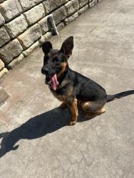 Found/Stray Male Dog last seen Sandy Mush Community Center, Leicester, NC 28748