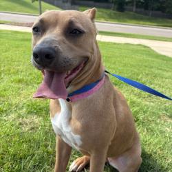 Shelter Stray Female Dog last seen , 2350 Appling City Cove, Memphis, TN 38133, USA