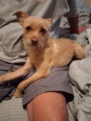 Reunited Female Dog last seen Eastman and Fulton close to the Taco bell , San Diego, CA 92111