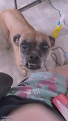 Reunited Female Dog last seen york suburban , York, PA 17403