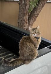 Lost Female Cat last seen 100th & Ura Lane, Thornton, CO 80260