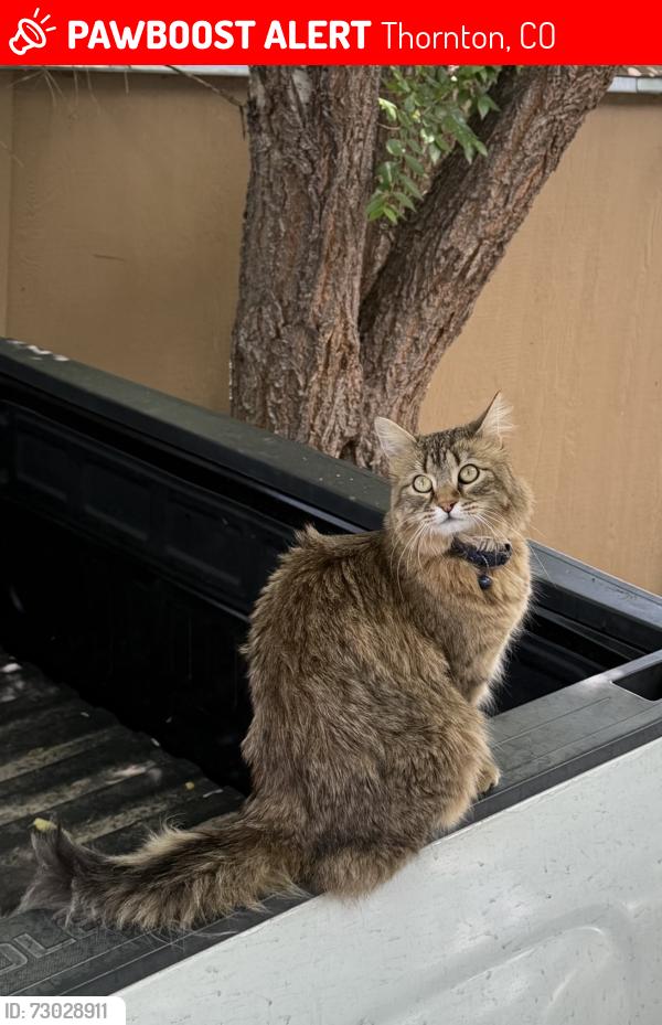 Lost Female Cat last seen 100th & Ura Lane, Thornton, CO 80260