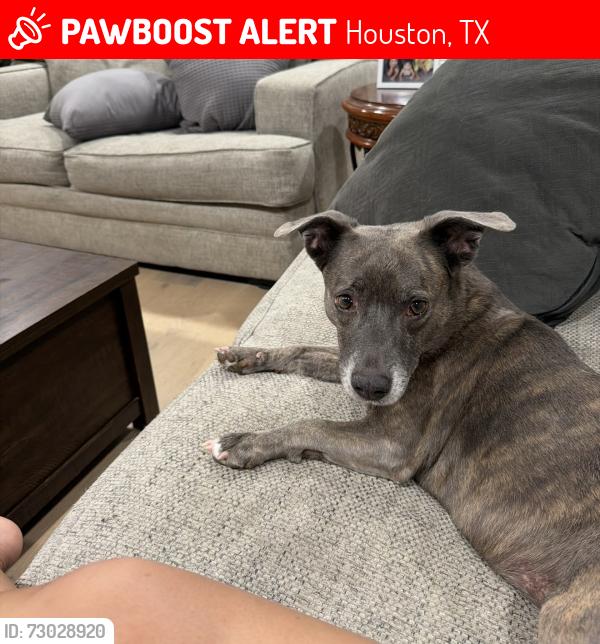 Lost Female Dog last seen Kuykendahl And waycreek rd , Houston, TX 77068