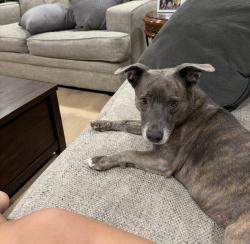 Lost Female Dog last seen Kuykendahl And waycreek rd , Houston, TX 77068