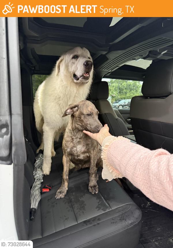 Found/Stray Male Dog last seen Kuykendahl and Creekside Forest, Spring, TX 77389
