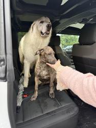 Found/Stray Male Dog last seen Kuykendahl and Creekside Forest, Spring, TX 77389