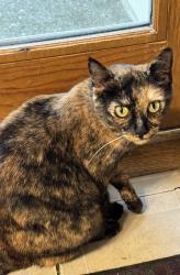 Lost Female Cat last seen McCoy Rd and Windermere Rd. , Upper Arlington, OH 43220