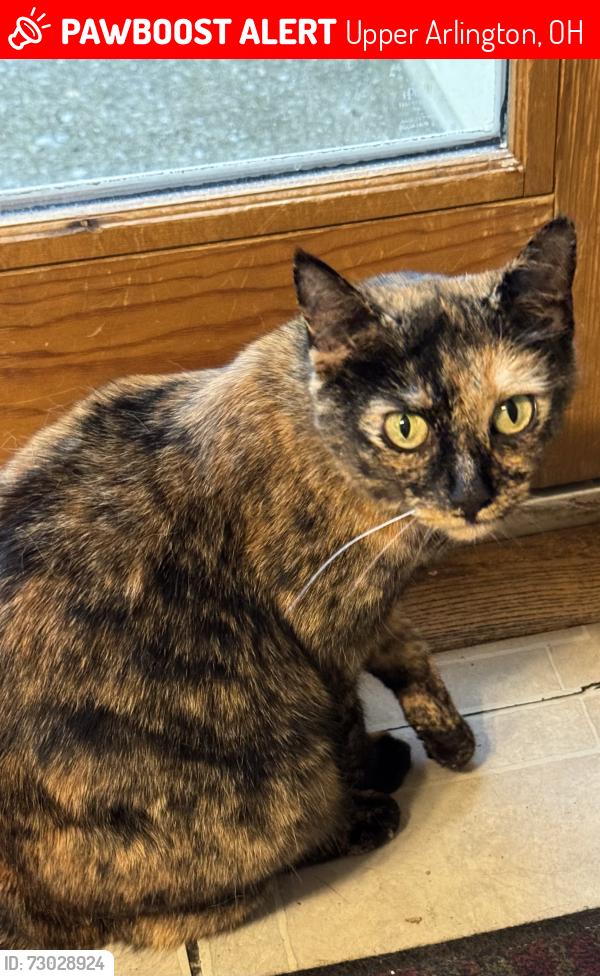 Lost Female Cat last seen McCoy Rd and Windermere Rd. , Upper Arlington, OH 43220