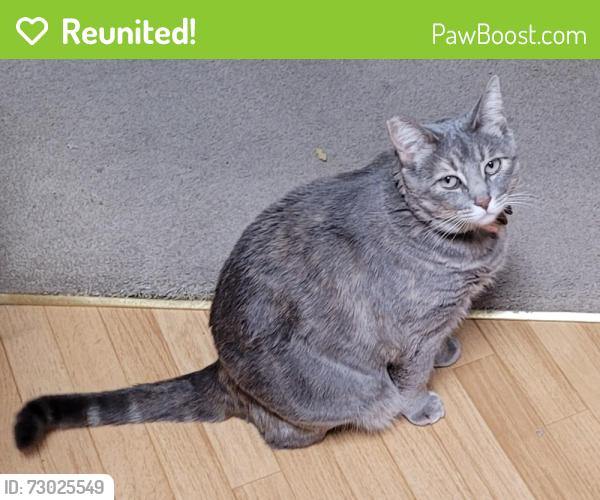 Reunited Female Cat last seen Mabel Rd & Sunrise Mountain Ave., 89110, Las Vegas, NV 89110