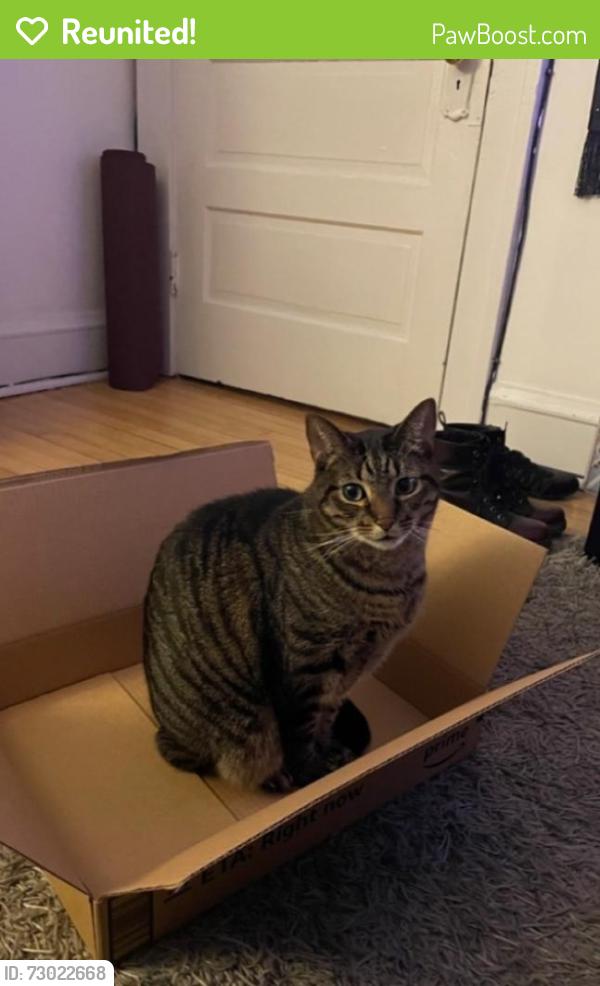 Reunited Male Cat last seen W.25th and Mapledale Ave, Cleveland, OH 44109