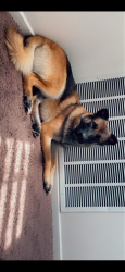 Lost Male Dog last seen Requa, Indio, CA 92201