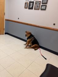 Lost Female Dog last seen Waterview and la view , Hendersonville, TN 37075