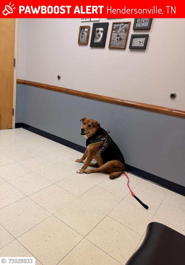 Lost Female Dog last seen Waterview and la view , Hendersonville, TN 37075