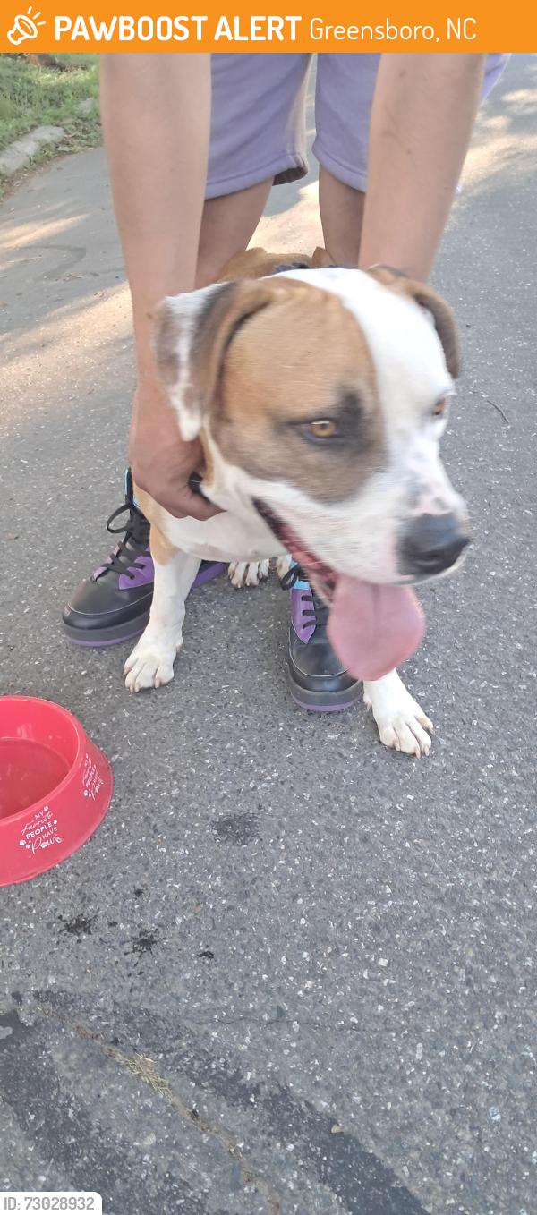 Found/Stray Male Dog last seen Trogdon Street, Greensboro, NC 27403