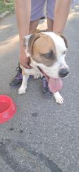 Found/Stray Male Dog last seen Trogdon Street, Greensboro, NC 27403