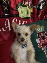 Lost Male Dog last seen Near Lazywood Ln, Houston, TX 77023