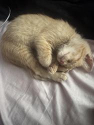 Lost Male Cat last seen Mission and Hedding, San Jose, CA 95112