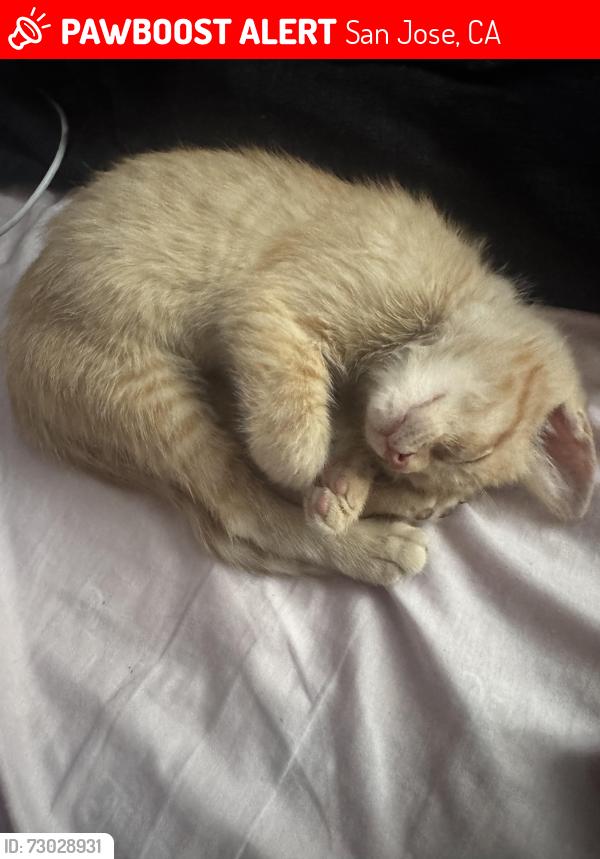 Lost Male Cat last seen Mission and Hedding, San Jose, CA 95112