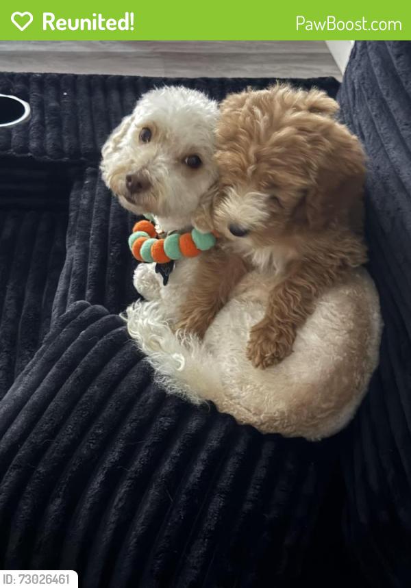 Reunited Male Dog last seen raptor rd, Moreno Valley, CA 92553