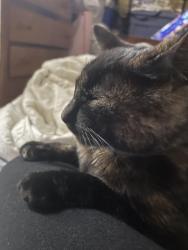 Lost Female Cat last seen Brosterhous, Bend, OR 97702