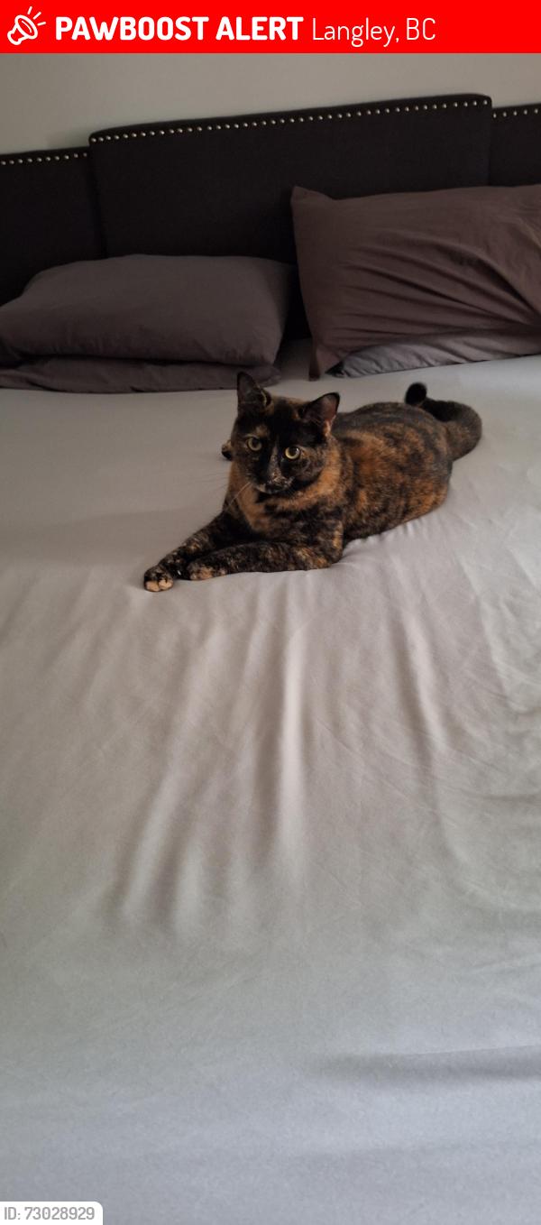 Lost Female Cat last seen Across the road from Campbell Valley Park, Langley, BC 