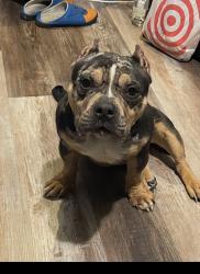 Lost Male Dog last seen 44th and wood st, Chicago, IL 60609