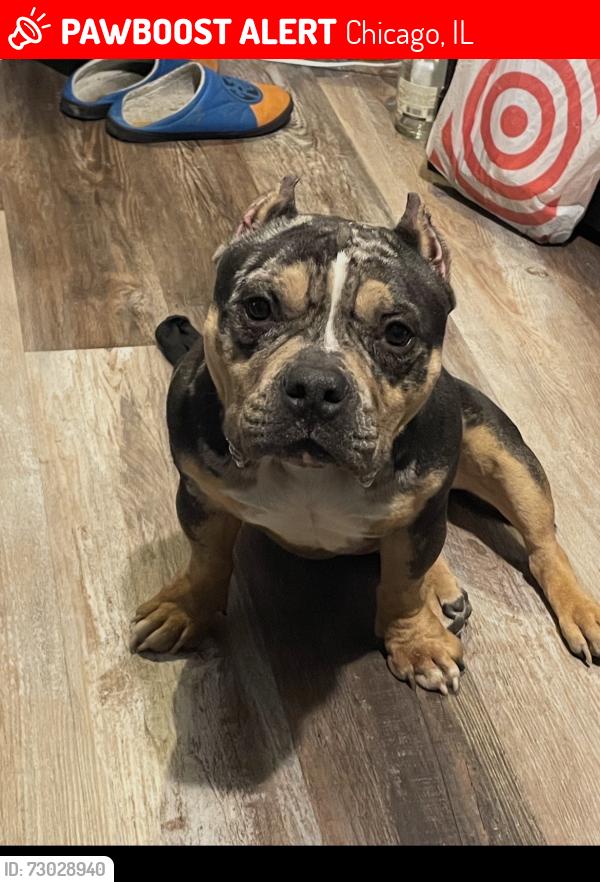 Lost Male Dog last seen 44th and wood st, Chicago, IL 60609