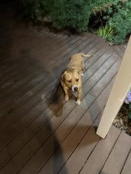 Reunited Unknown Dog last seen Mill hse lane, Matthews, NC 28104